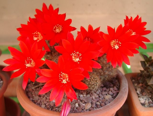 59-rebutia12.jpg